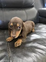 AKC Pepper's Chocolate Female, a female Dachshund for sale in Casa Grande, AZ – Photo 8 of 10