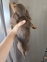 AKC Pepper's Chocolate Female, a female Dachshund for sale in Casa Grande, AZ – Photo 9 of 10