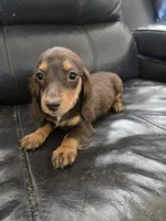 AKC Pepper's Chocolate Female, a female Dachshund for sale in Casa Grande, AZ – Photo 5 of 10