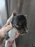 AKC Pepper's Black & White Male, TEXT 520-254-7407 , a male Dachshund for sale in Casa Grande, AZ – 7 of 7