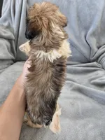 AKC Skye's Boy 3, TEXT 520-254-7407 , a male Havanese for sale in Casa Grande, AZ – 8 of 10