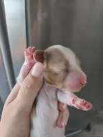 Short Hair Female - TEXT 520-254-7407 , a female Dachshund for sale in Casa Grande, AZ – 3 of 8