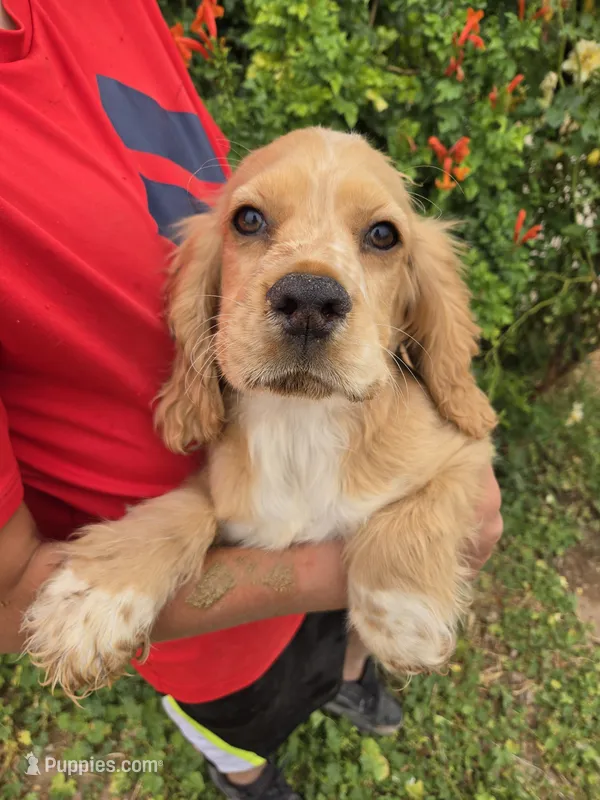 AKC Bella's Boy  – Cocker Spaniel puppy for sale in Casa Grande, AZ