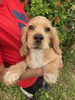 AKC Bella's Boy , a female Cocker Spaniel for sale in Casa Grande, AZ – 1 of 10