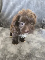 AKC Bisque's Brown Girl, White Paws, TEXT 520-254-7407, a female Havanese for sale in Casa Grande, AZ – 3 of 9