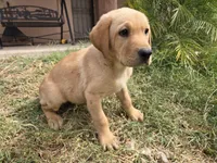 AKC Maggie's Male , a female Labrador Retriever for sale in Casa Grande, AZ – Photo 5 of 10