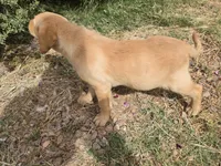 AKC Maggie's Male , a female Labrador Retriever for sale in Casa Grande, AZ – Photo 9 of 10