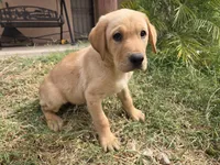 AKC Maggie's Male , a female Labrador Retriever for sale in Casa Grande, AZ – Photo 4 of 10