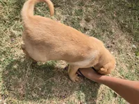AKC Maggie's Male , a female Labrador Retriever for sale in Casa Grande, AZ – Photo 8 of 10