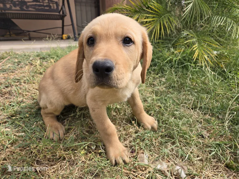 AKC Maggie's Male  – Labrador Retriever puppy for sale in Casa Grande, AZ