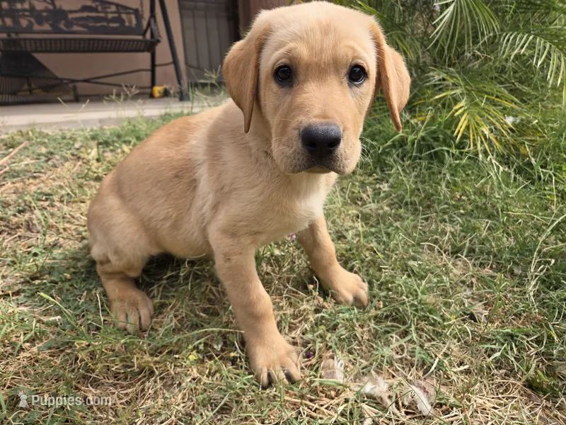 AKC Maggie's Male  – Labrador Retriever puppy for sale in Casa Grande, AZ