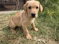 AKC Maggie's Male , a female Labrador Retriever for sale in Casa Grande, AZ – Photo 7 of 10