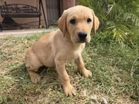 AKC Maggie's Male , a female Labrador Retriever for sale in Casa Grande, AZ – Photo 6 of 10