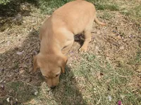 AKC Maggie's Male , a female Labrador Retriever for sale in Casa Grande, AZ – Photo 10 of 10
