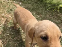 AKC Maggie's Male , a female Labrador Retriever for sale in Casa Grande, AZ – Photo 2 of 10