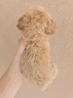 AKC Female, a female Poodle - Toy  for sale in Casa Grande, AZ – 7 of 8