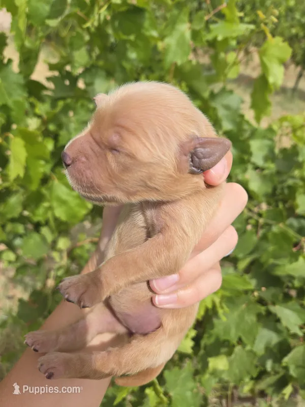 AKC Chloe's Girl – Golden Retriever puppy for sale in Casa Grande, AZ