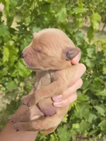 AKC Chloe's Girl, a female Golden Retriever for sale in Casa Grande, AZ – Photo 1 of 7