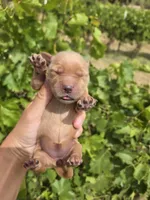 AKC Chloe's Girl, a female Golden Retriever for sale in Casa Grande, AZ – Photo 2 of 7