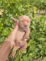 AKC Chloe's Girl, a female Golden Retriever for sale in Casa Grande, AZ – Photo 5 of 7