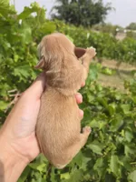 AKC Chloe's Girl, a female Golden Retriever for sale in Casa Grande, AZ – Photo 3 of 7