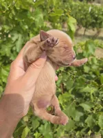 AKC Chloe's Girl, a female Golden Retriever for sale in Casa Grande, AZ – Photo 6 of 7