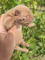 AKC Chloe's Girl, a female Golden Retriever for sale in Casa Grande, AZ – Photo 7 of 7