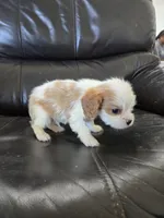 AKC Male, a male Cavalier King Charles Spaniel for sale in Casa Grande, AZ – 10 of 10