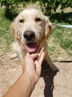 AKC Chloe's Girl, TEXT 520-254-7407, a female Golden Retriever for sale in Casa Grande, AZ – 6 of 7