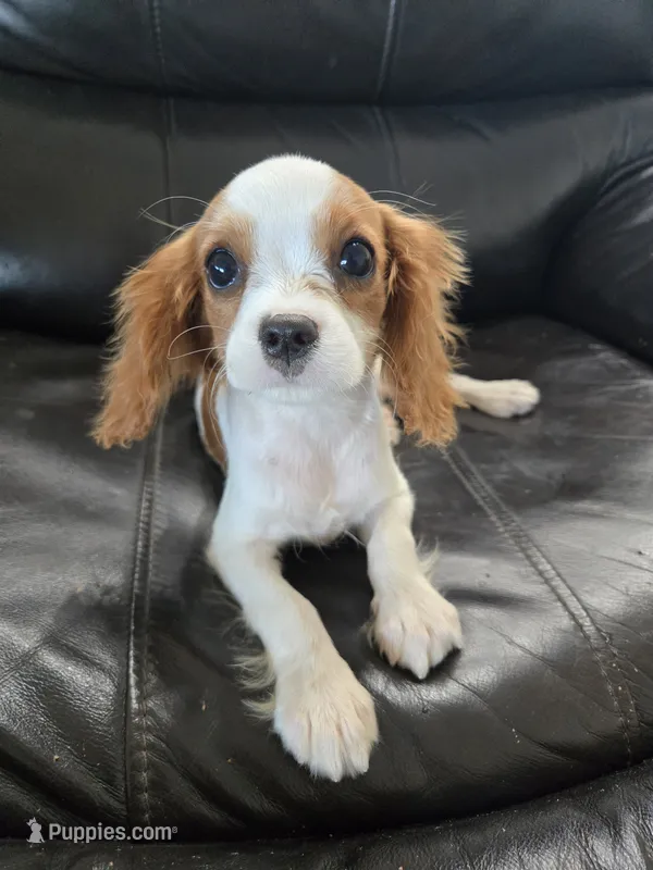 AKC Female, TEXT 520-254-7407 – Cavalier King Charles Spaniel puppy for sale in Casa Grande, AZ