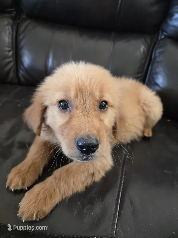 AKC Chloe's Girl, TEXT 520-254-7407 – Golden Retriever puppy for sale in Casa Grande, AZ