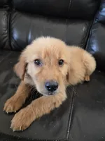 AKC Chloe's Girl, TEXT 520-254-7407, a female Golden Retriever for sale in Casa Grande, AZ – 1 of 7