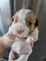 AKC Blenheim Female - TEXT 520-254-7407 , a female Cavalier King Charles Spaniel for sale in Casa Grande, AZ – 3 of 9