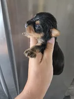 AKC Male Yorkie, White Chest - TEXT 520-254-7407 , a male Yorkshire Terrier for sale in Casa Grande, AZ – 6 of 10