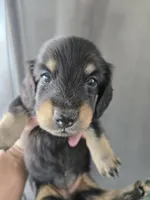 AKC Angel's Black & Tan Female, TEXT 520-254-7407, a female Dachshund for sale in Casa Grande, AZ – 2 of 10