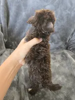 AKC Bisque's Brown Girl, White Paws, TEXT 520-254-7407, a female Havanese for sale in Casa Grande, AZ – 6 of 9