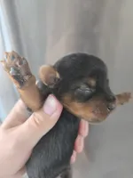 AKC Female - TEXT 520-254-7407 , a female Yorkshire Terrier for sale in Casa Grande, AZ – 3 of 9