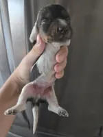 AKC Pepper's Black & White Male, TEXT 520-254-7407 , a male Dachshund for sale in Casa Grande, AZ – 3 of 7