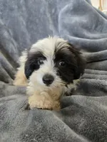AKC Black & White Female, a female Havanese for sale in Casa Grande, AZ – 5 of 9
