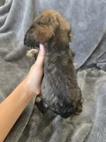 AKC Sable Girl, TEXT 520-254-7407, a female Cocker Spaniel for sale in Casa Grande, AZ – 7 of 9