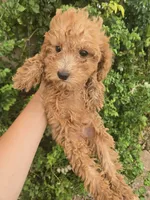 AKC Red Girl, a female Poodle - Miniature  for sale in Casa Grande, AZ – 2 of 9