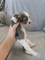 AKC Long Hair Dapple Girl - TEXT 520-254-7407 , a female Dachshund for sale in Casa Grande, AZ – 7 of 10