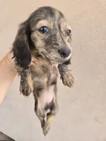 AKC Star's Brindle Female, TEXT 520-254-7407, a female Dachshund for sale in Casa Grande, AZ – 3 of 8