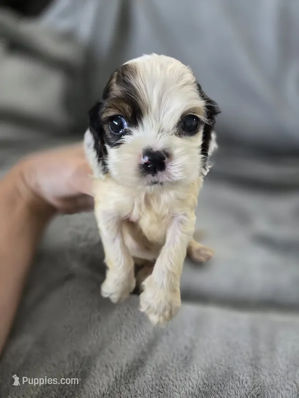 AKC Rosey's White Tri-Color Boy, TEXT 520-254-7407  – Cocker Spaniel puppy for sale in Casa Grande, AZ