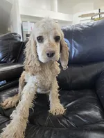 AKC Bella's Light Cocker Girl, a female Cocker Spaniel for sale in Casa Grande, AZ – 3 of 9
