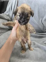 AKC Skye's Boy 4, TEXT 520-254-7407 , a male Havanese for sale in Casa Grande, AZ – 6 of 10