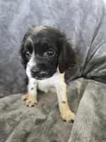 AKC Female - TEXT 520-254-7407 , a female Cocker Spaniel for sale in Casa Grande, AZ – 2 of 8