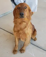AKC Chloe's Girl, TEXT 520-254-7407, a female Golden Retriever for sale in Casa Grande, AZ – 7 of 7
