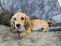 AKC Star's , a female Dachshund for sale in Casa Grande, AZ – Photo 9 of 10