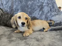 AKC Star's , a female Dachshund for sale in Casa Grande, AZ – Photo 4 of 10
